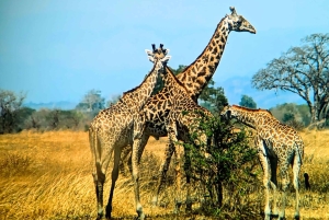 Dar es Salaam: 8-dages safari i det sydlige Tanzania og Mafia Island