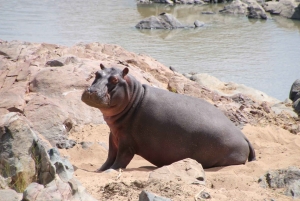Dar es Salaam: 8-dages safari i det sydlige Tanzania og Mafia Island