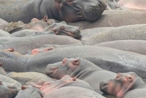 Dar es Salaam: 8-dages safari i det sydlige Tanzania og Mafia Island