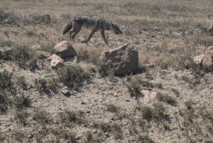 Dar es Salaam: 8-dages safari i det sydlige Tanzania og Mafia Island