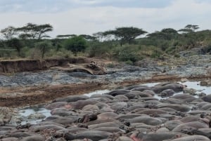 Dar es Salaam: 8-dages safari i det sydlige Tanzania og Mafia Island