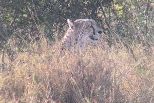 Dar es Salaam: 8-dages safari i det sydlige Tanzania og Mafia Island