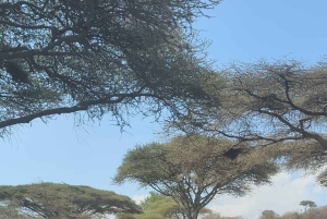 Dar es Salaam: 8-dages safari i det sydlige Tanzania og Mafia Island