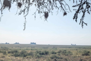 Dar es Salaam: 8-dages safari i det sydlige Tanzania og Mafia Island