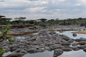 Dar es Salaam: 8-dages safari i det sydlige Tanzania og Mafia Island