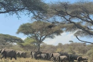Dar es Salaam: 8-dages safari i det sydlige Tanzania og Mafia Island