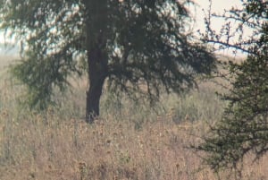 Dar es Salaam: 8-dages safari i det sydlige Tanzania og Mafia Island