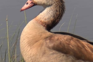 Dar es Salaam: 8-dages safari i det sydlige Tanzania og Mafia Island