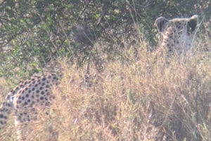 Dar es Salaam: 8-dages safari i det sydlige Tanzania og Mafia Island