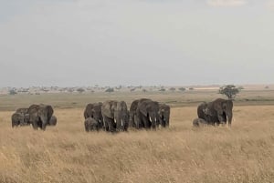 Dar es Salaam: 8-dages safari i det sydlige Tanzania og Mafia Island