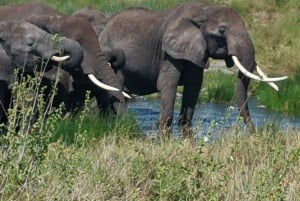 Dar es Salaam: 8-dages safari i det sydlige Tanzania og Mafia Island