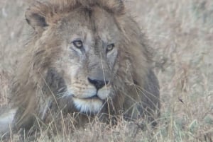 Dar es Salaam: 8-dages safari i det sydlige Tanzania og Mafia Island