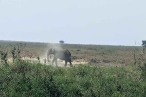 Dar es Salaam: 8-dages safari i det sydlige Tanzania og Mafia Island