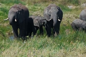 Dar es Salaam: 8-dages safari i det sydlige Tanzania og Mafia Island