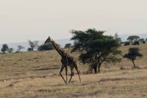 Dar es Salaam: 8-dages safari i det sydlige Tanzania og Mafia Island