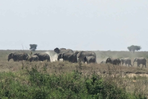 Dar es Salaam: 8-dages safari i det sydlige Tanzania og Mafia Island
