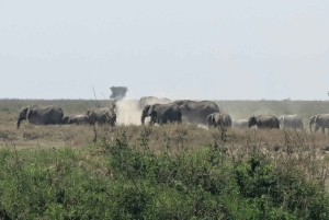 Dar es Salaam: 8-dages safari i det sydlige Tanzania og Mafia Island