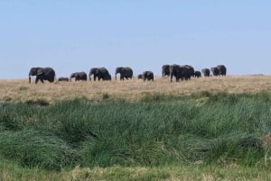 Dar es Salaam: 8-dages safari i det sydlige Tanzania og Mafia Island