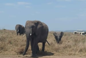 Dar es Salaam: 8-dages safari i det sydlige Tanzania og Mafia Island