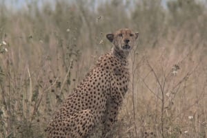 Dar es Salaam: 8-dages safari i det sydlige Tanzania og Mafia Island