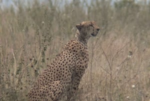 Dar es Salaam: 8-dages safari i det sydlige Tanzania og Mafia Island