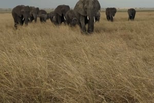 Dar es Salaam: 8-dages safari i det sydlige Tanzania og Mafia Island