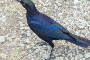 Dar es Salaam: 8-dages safari i det sydlige Tanzania og Mafia Island