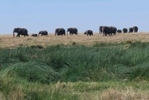 Dar es Salaam: 8-dages safari i det sydlige Tanzania og Mafia Island