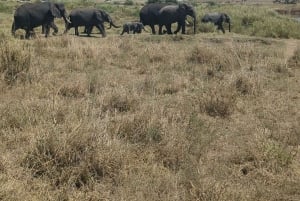Dar es Salaam: 8-dages safari i det sydlige Tanzania og Mafia Island