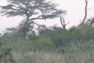 Dar es Salaam: 8-dages safari i det sydlige Tanzania og Mafia Island