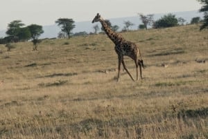 Dar es Salaam: 8-dages safari i det sydlige Tanzania og Mafia Island