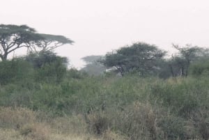 Dar es Salaam: 8-dages safari i det sydlige Tanzania og Mafia Island