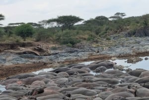 Dar es Salaam: 8-dages safari i det sydlige Tanzania og Mafia Island