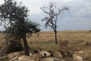 Dar es Salaam: 8-dages safari i det sydlige Tanzania og Mafia Island