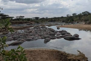 Dar es Salaam: 8-dages safari i det sydlige Tanzania og Mafia Island