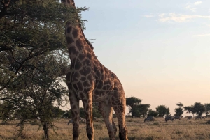 Dar es Salaam: 8-dages safari i det sydlige Tanzania og Mafia Island