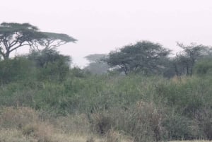 Dar es Salaam: 8-dages safari i det sydlige Tanzania og Mafia Island