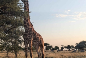Dar es Salaam: 8-dages safari i det sydlige Tanzania og Mafia Island