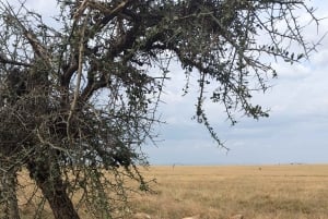 Dar es Salaam: 8-dages safari i det sydlige Tanzania og Mafia Island