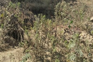 Dar es Salaam: 8-dages safari i det sydlige Tanzania og Mafia Island