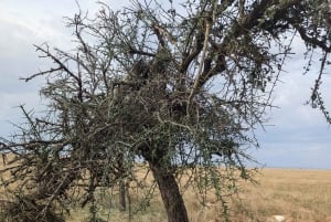 Dar es Salaam: 8-dages safari i det sydlige Tanzania og Mafia Island