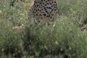 Dar es Salaam: 8-dages safari i det sydlige Tanzania og Mafia Island