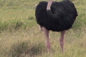 Dar es Salaam: 8-dages safari i det sydlige Tanzania og Mafia Island