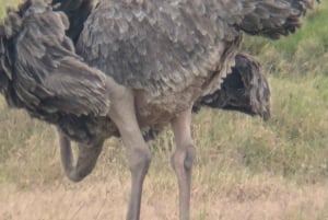 Dar es Salaam: 8-dages safari i det sydlige Tanzania og Mafia Island
