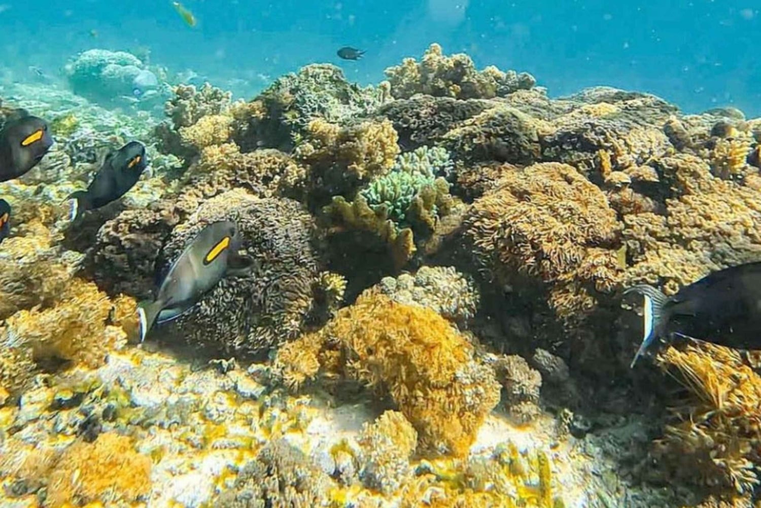 ダルエスサラーム：ボンゴヨ島シュノーケリングアドベンチャーをお楽しみください