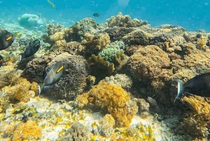 ダルエスサラーム：ボンゴヨ島シュノーケリングアドベンチャーをお楽しみください