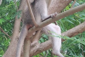 Zanzibar: Jozani-skoven, sommerfuglecenter og Mtende-stranden