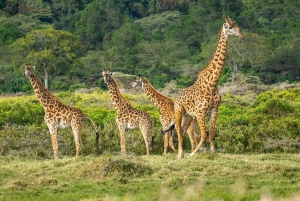 Dar es Salaam: Viagem de 1 dia ao Parque Nacional Mikumi
