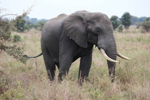 Dar es Salaam: Viagem de 1 dia ao Parque Nacional Mikumi