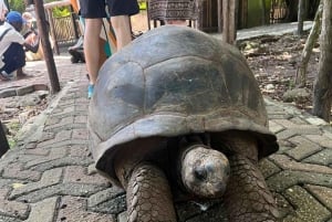 Zanzibar: Halvdagsrundtur till Fängelseön